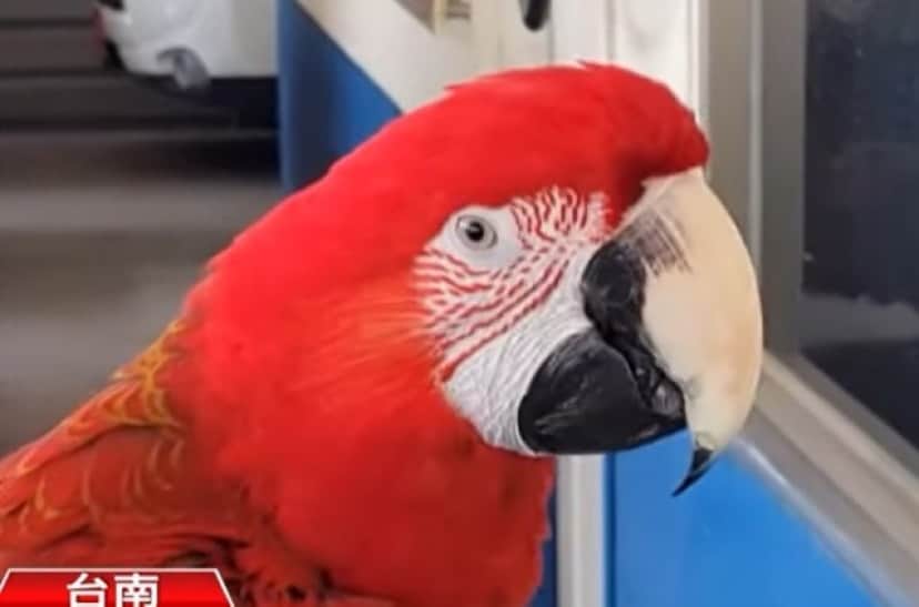 bird_e
