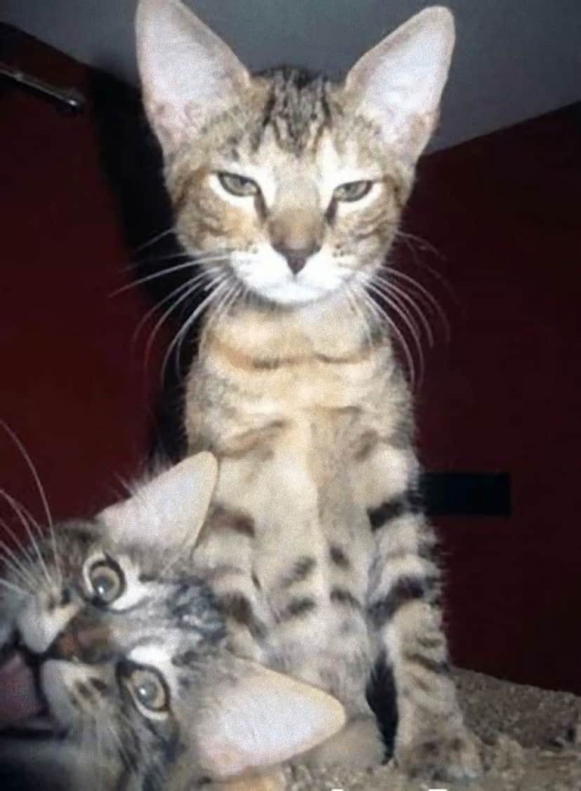 photobomb12_e