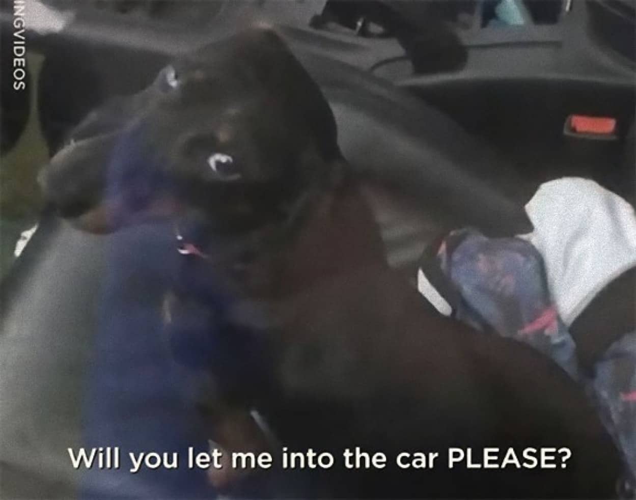 犬に車をロックされてしまった飼い主 牛の群れに助けを求めるも無力 さあどうする カラパイア 犬に車をロックされてしまった飼い主 牛の群れに助けを求めるも無力 さあどうする カラパイア