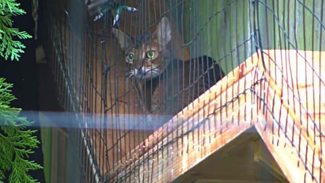 ここで好きなだけ外の風を楽しんで お外 を知らなかった家猫たちのために 庭に遊び場を作ったよ カラパイア ここで好きなだけ外の風を楽しんで お外 を知らなかった家猫たちのために 庭に遊び場を作ったよ カラパイア