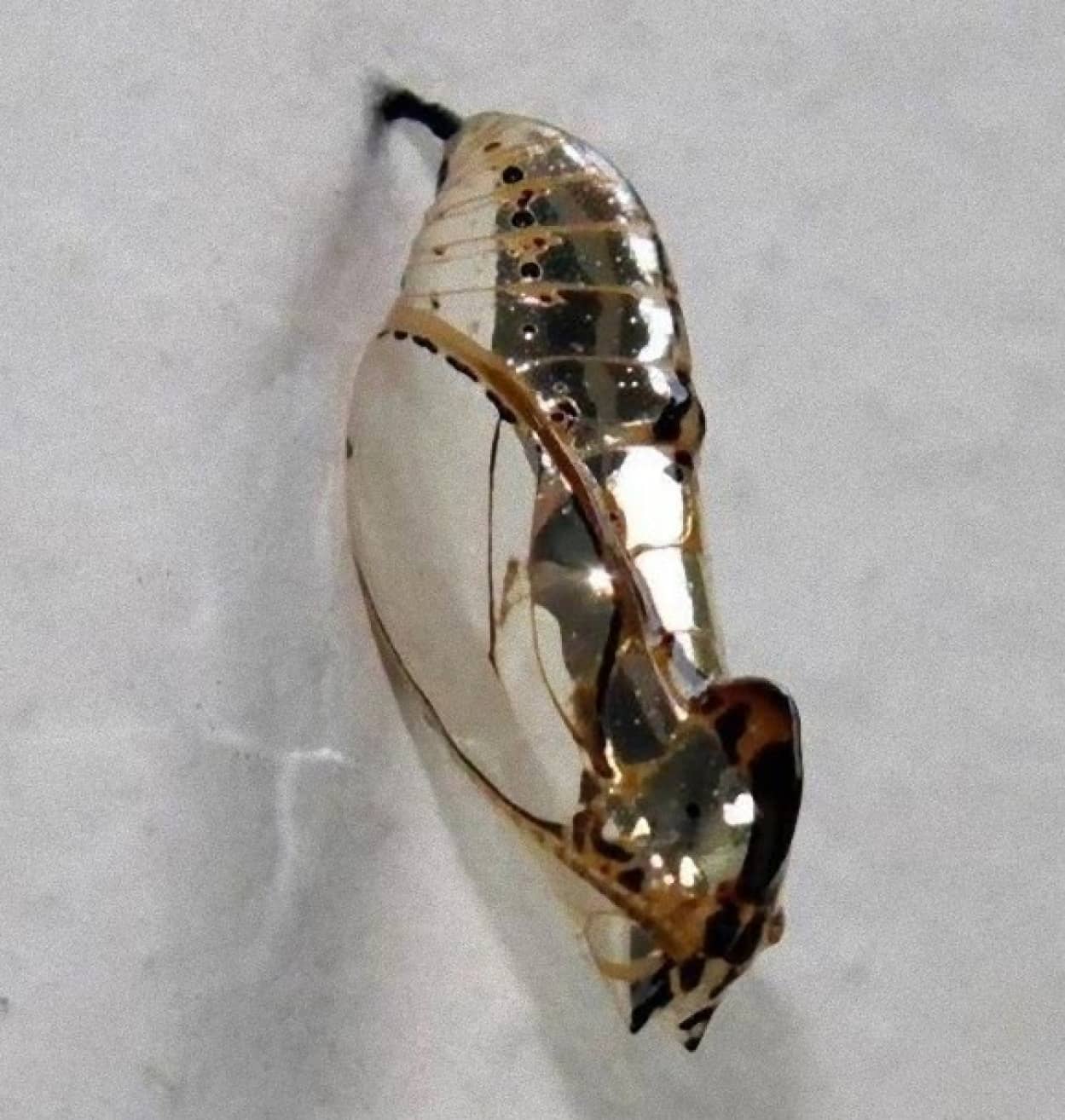 眩しいぞゴールデン 黄金に輝くメタリックな蝶のさなぎ 閲覧注意 カラパイア