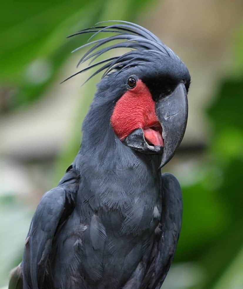 cockatoo_face_e