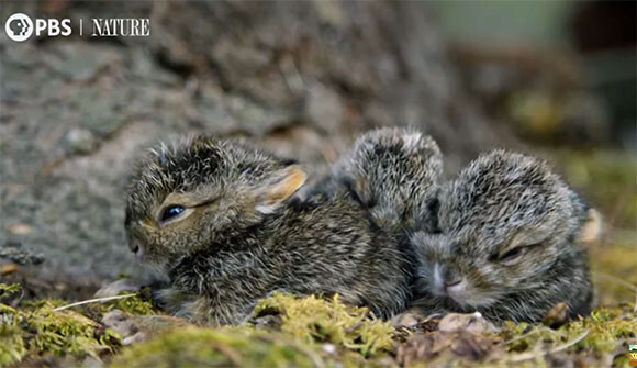 モフモフの毛を持って生まれてくるノウサギの赤ちゃん。すぐにピョンピョン動けるように