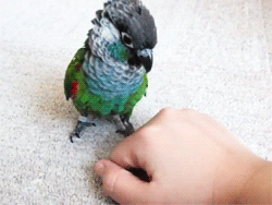 parrot_05