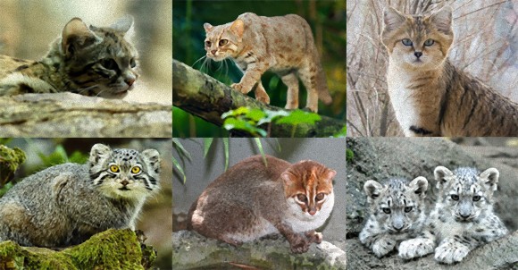 失いたくない 絶滅の危機に瀕している美しい26種の猫族 カラパイア