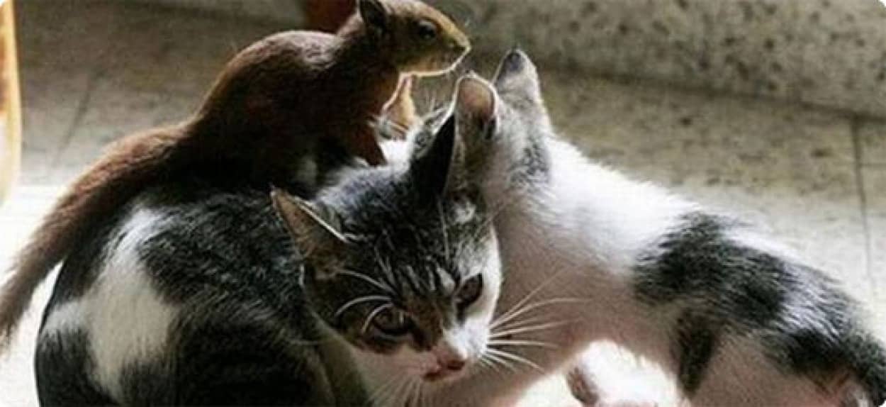 子ネコと子リスをわけへだてなく育てるネコのおかあさんと子どもたちのほのぼの写真 カラパイア