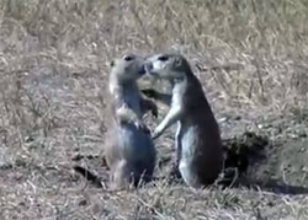 あばよ 去り際にキスをする小粋なプレーリードッグのラブロマンス カラパイア
