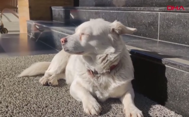 飼い主の乗った救急車を追いかけ、退院するまで病院の前で待ち続けた犬。6日後の再会の喜びっぷりに涙（トルコ）