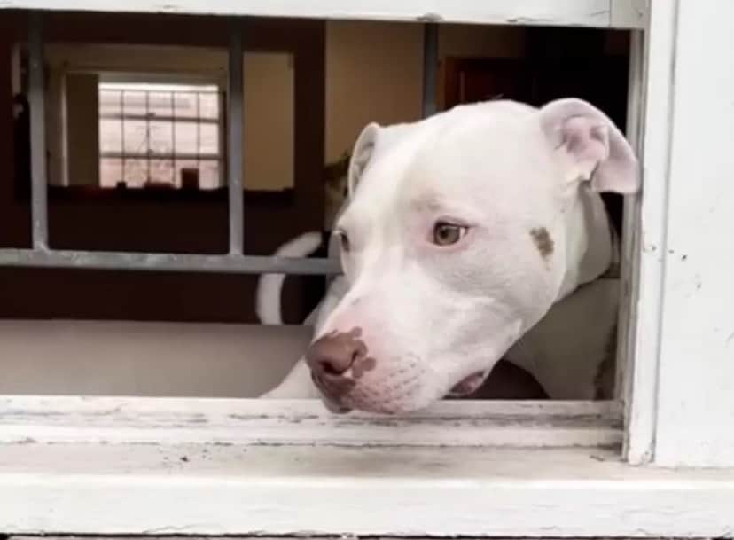 dog love4_e