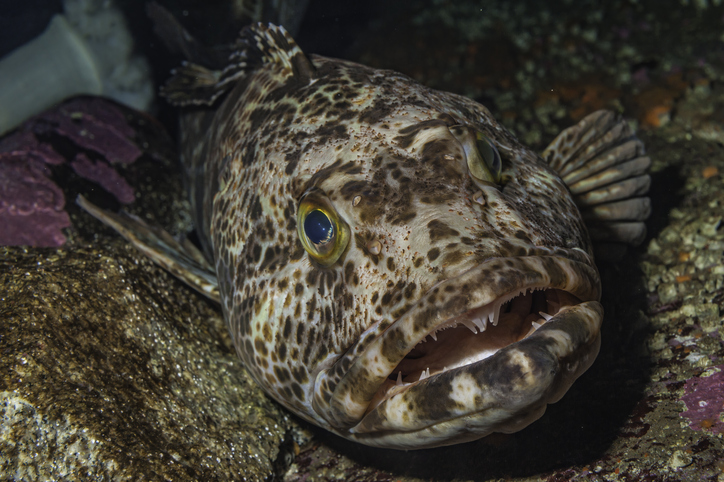 555本もの歯をもつ魚、キンムツ。毎日20本づつ歯が抜け替わっていることが判明