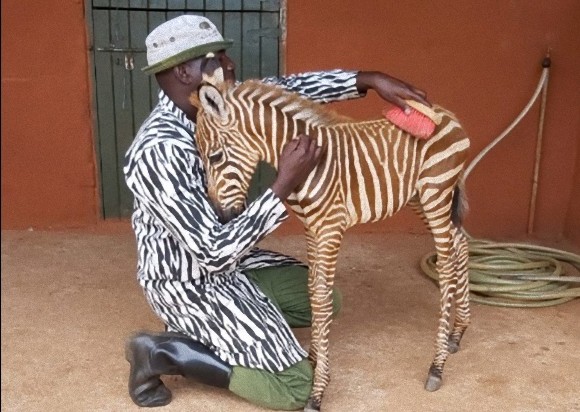 お母さんみたいでしょ？孤児になったシマウマの赤ちゃんの為、ゼブラ柄の服を着てお世話する飼育員（ケニア）