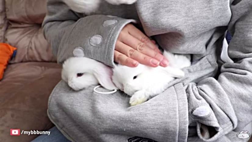 bunnies9