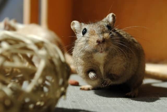 人間は十月十日 とつきとおか と言うけれど 動物たちの妊娠期間ってどれくらい 10種の動物たちの妊娠期間を比べてみた カラパイア 人間は十月十日 とつきとおか と言うけれど 動物たちの妊娠期間ってどれくらい 10種の動物たちの妊娠期間を比べてみた カラパイア
