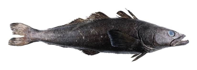 Toothfish_e