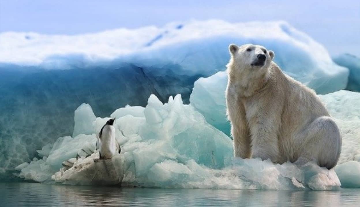 polar-bear-3277930_640_e