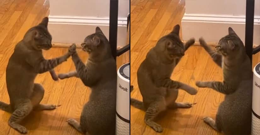 猫の せっせっせーのよいよいよい はわりとガチだった カラパイア