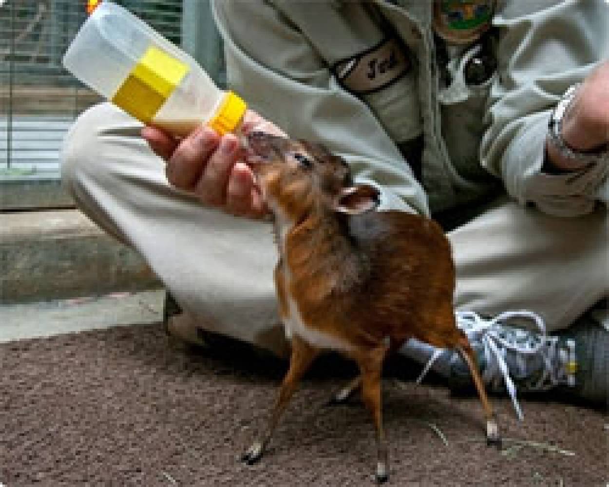 小枝のような細い足でちょこんと立った ローヤルアンテロープ の赤ちゃんが生まれたよ カラパイア 小枝のような細い足でちょこんと立った ローヤルアンテロープ の赤ちゃんが生まれたよ カラパイア