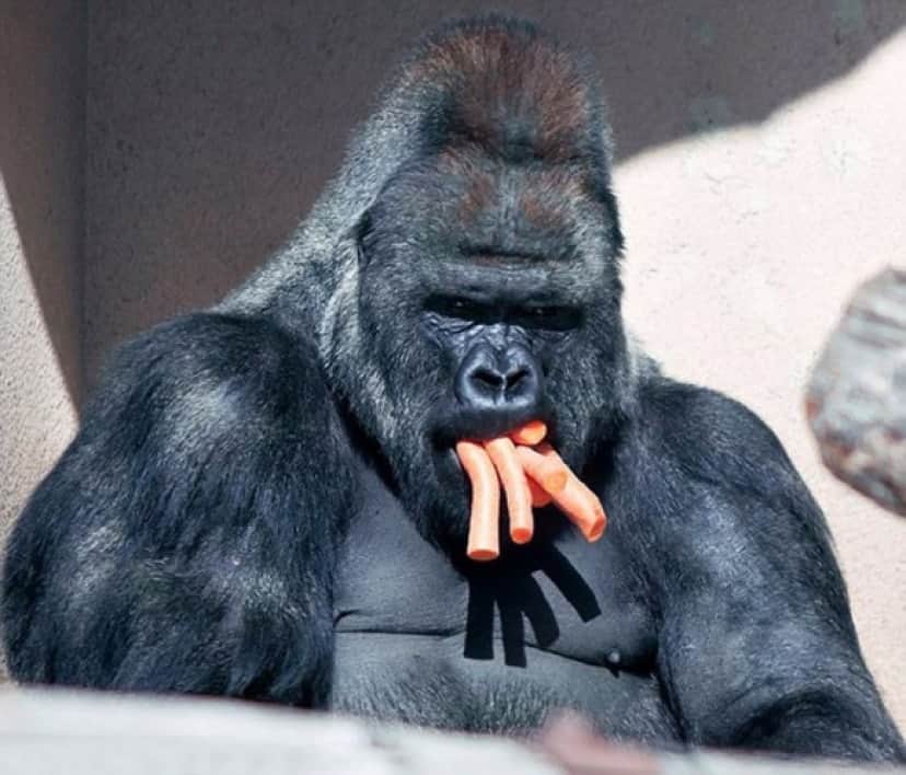 ゴリラがニンジンをくわえるとダンディー感倍増 葉巻をくわえる紳士のようじゃん カラパイア ゴリラがニンジンをくわえるとダンディー感倍増 葉巻をくわえる紳士のようじゃん カラパイア