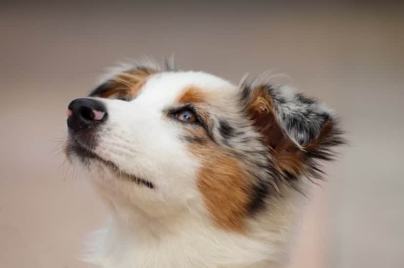 dog-4534463_640_e