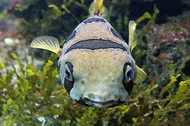 puffer-fish-2374581_640