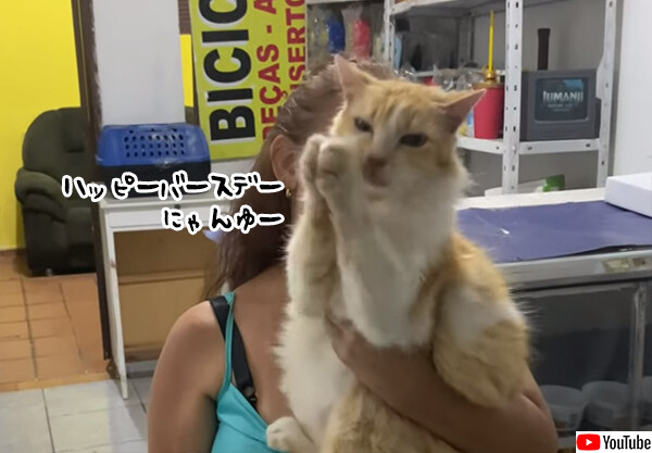 ハッピーバースデーの歌に合わせて猫的手拍子をしてくれる猫