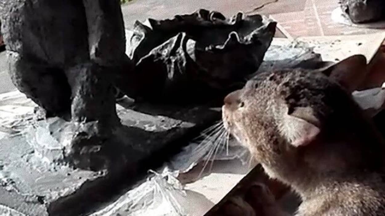 猫 できたての像に体アタック 出来立てほやほやの像に全身で突撃するも推定無罪 カラパイア 猫 できたての像に体アタック 出来立てほやほやの像に全身で突撃するも推定無罪 カラパイア