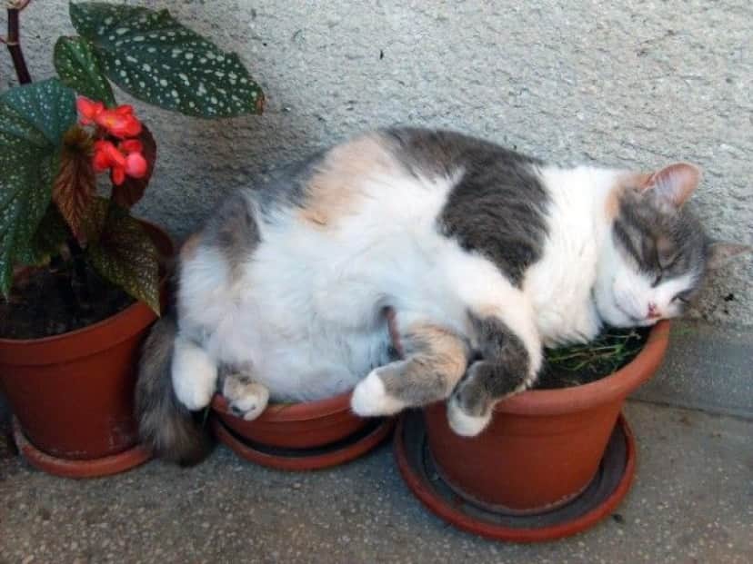 cat-plant8_e