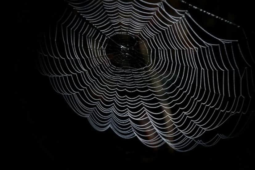 cobweb-1698801_640_e