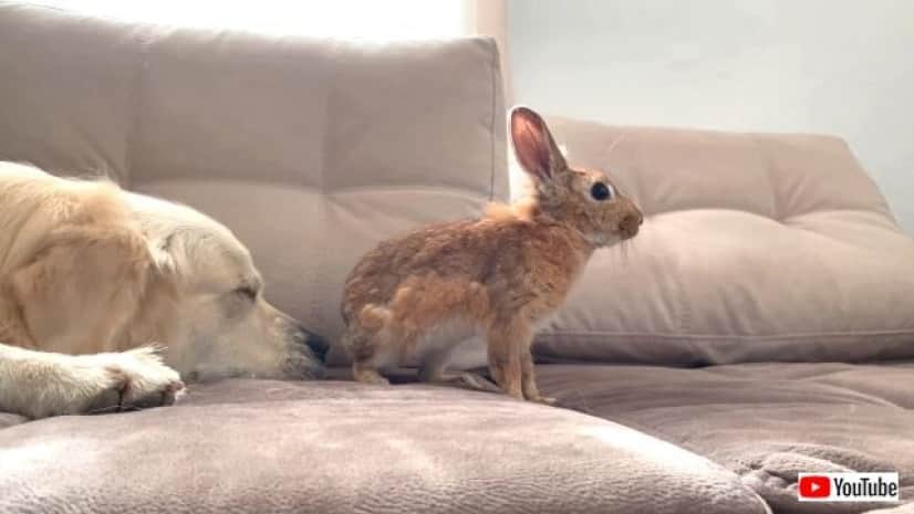 ウサギさん はじめまして ゴールデンのベイリーくん 新入りウサギに挨拶をする カラパイア