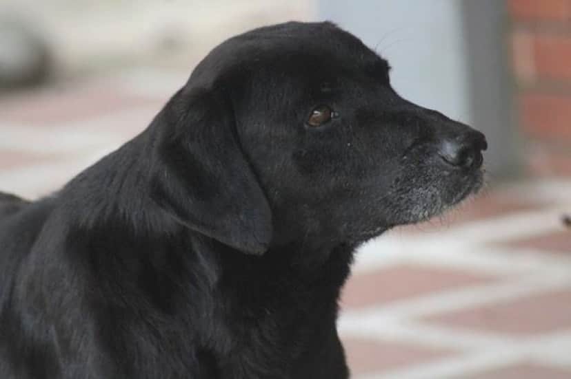 葉っぱを持ってきたのでクッキーくださいな おやつが欲しい犬と見守る人々 まるで童話の世界のよう カラパイア 葉っぱを持ってきたのでクッキーくださいな おやつが欲しい犬と見守る人々 まるで童話の世界のよう カラパイア