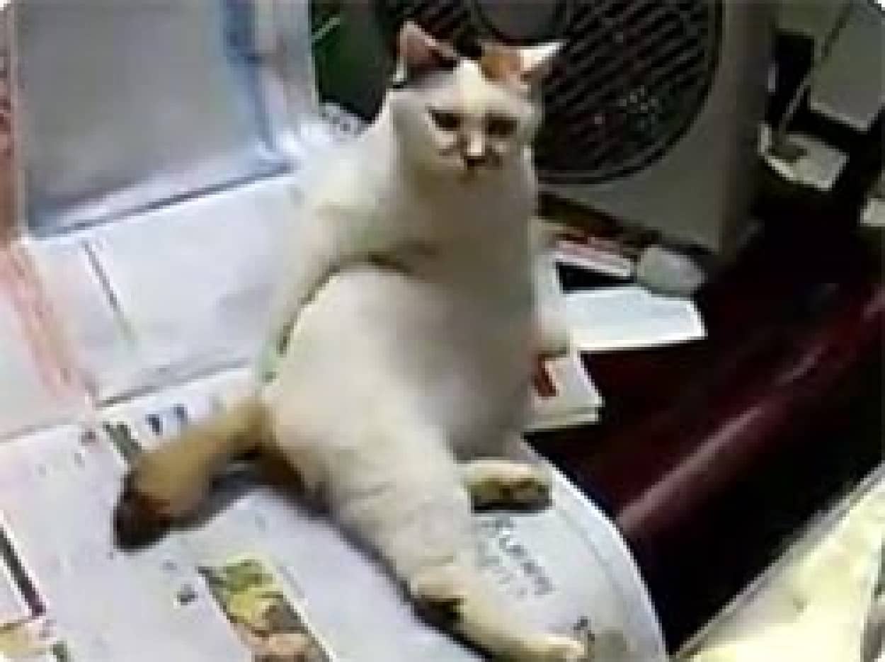 テレビを見ながら手でお尻を掻く 人間みたいな猫 カラパイア