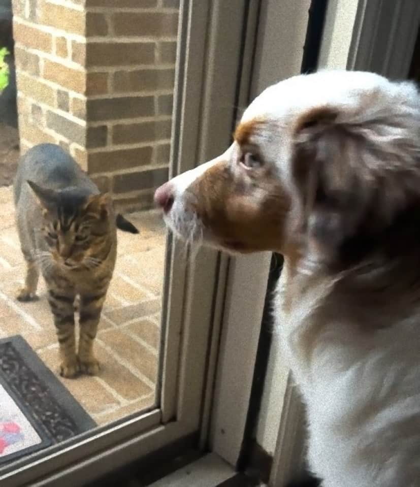 dog3_e_e