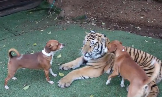 見てる方がひやっひや お腹を見せて2匹の犬と仲良く遊ぶトラ カラパイア
