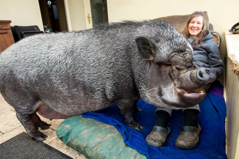 ミニブタだと言われて飼った豚が100キロを超えた件 イギリス カラパイア