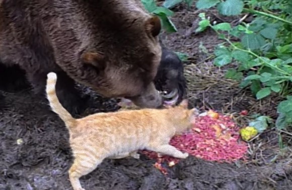 さびしんぼうのクマと怖いもの知らずの猫に芽生えた真の友情物語 カラパイア