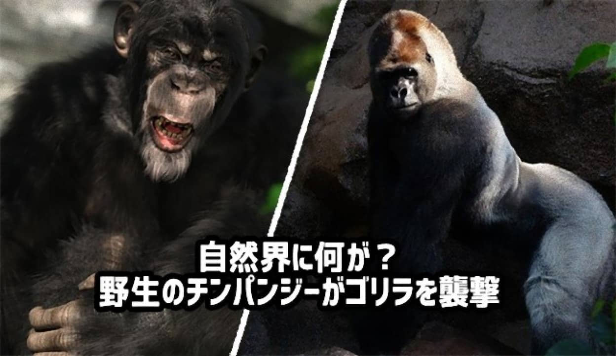 自然界に何が 野生のチンパンジーが群れでゴリラを襲い子供を殺害するという事件が発生 カラパイア