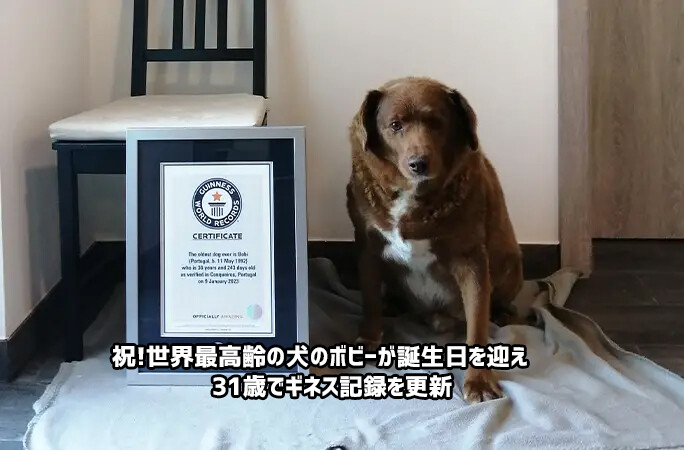 祝！世界最高齢の犬が誕生日を迎え31歳に。ギネス記録を更新