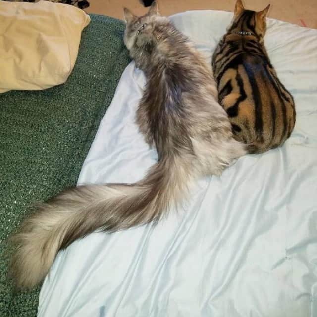 長くてフワ ッ 世界一尻尾の長い猫 メインクーンのシグナスさん アメリカ カラパイア 長くてフワ ッ 世界一尻尾の長い猫 メインクーンのシグナスさん アメリカ カラパイア