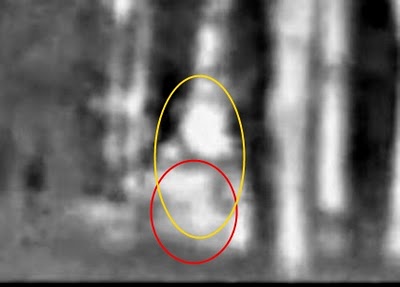 NCcryptid2_425x305a