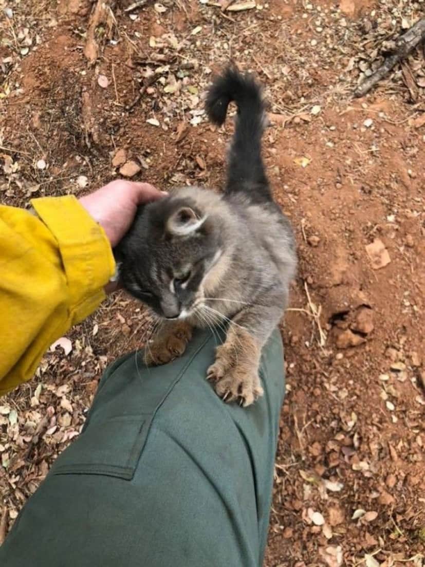 cat-1