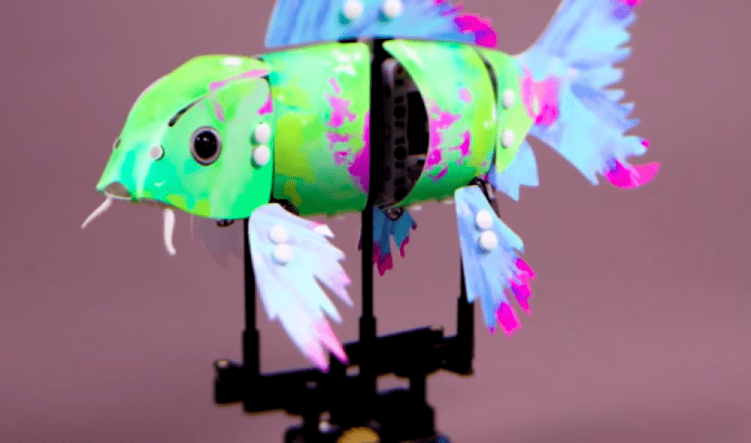 fish4