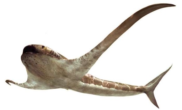 大きな翼を持つ9300万年前の新種のサメを発見（メキシコ）