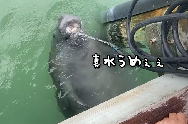 真水うめぇぇ！野生のマナティがホースから流れる水を飲みに来た