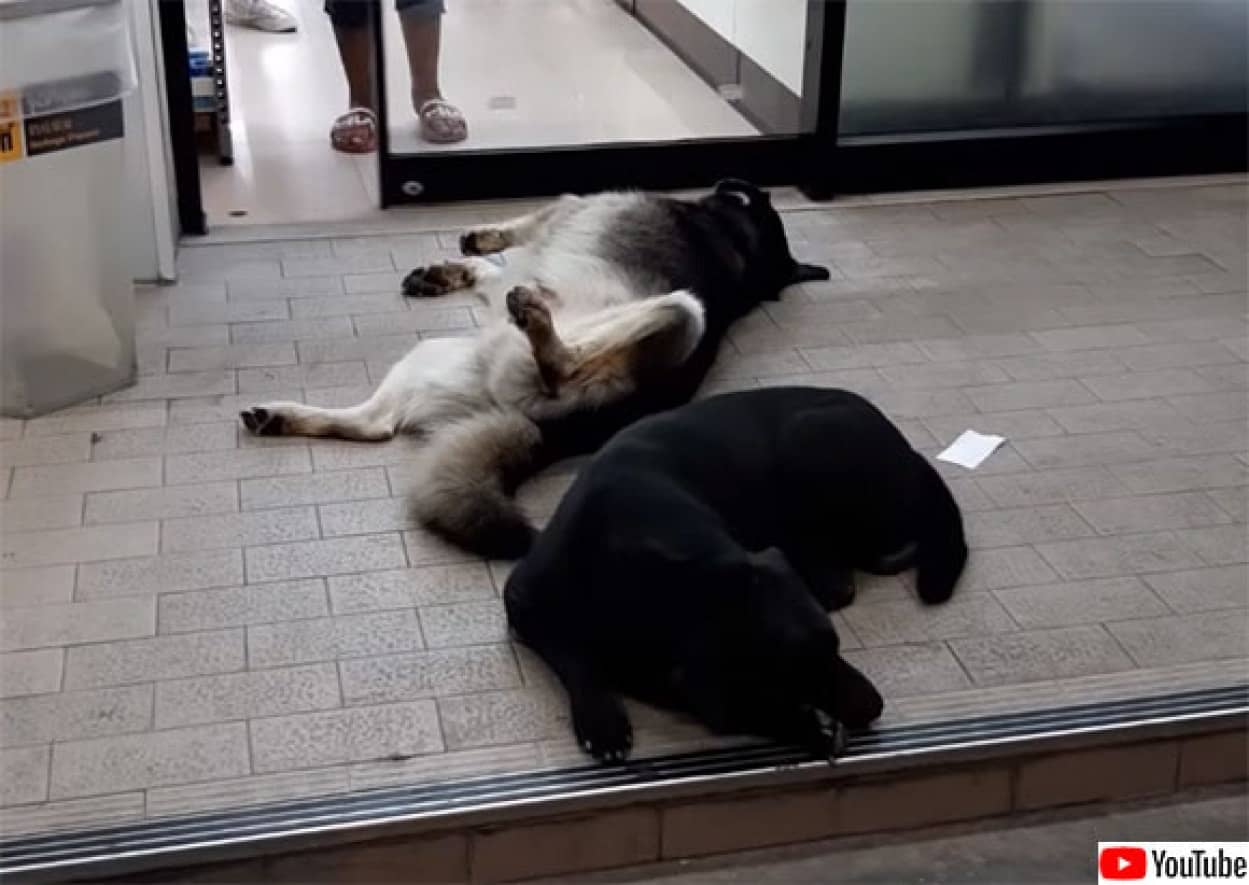 人が出入りするほど心地よい コンビニの自動ドアの前で腹を出して眠る犬 タイ カラパイア