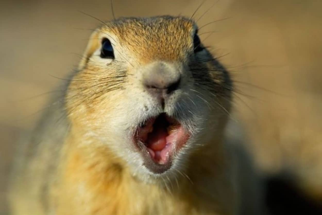 おったまゲーション 動物たちのドラマチックな顔を集めてみた カラパイア おったまゲーション 動物たちのドラマチックな顔を集めてみた カラパイア