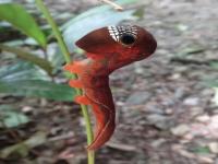 色とりどりの花そっくりに擬態する カモフラージュの達人イモムシ カモフラージュルーパー カラパイア 色とりどりの花そっくりに擬態する カモフラージュの達人イモムシ カモフラージュルーパー カラパイア