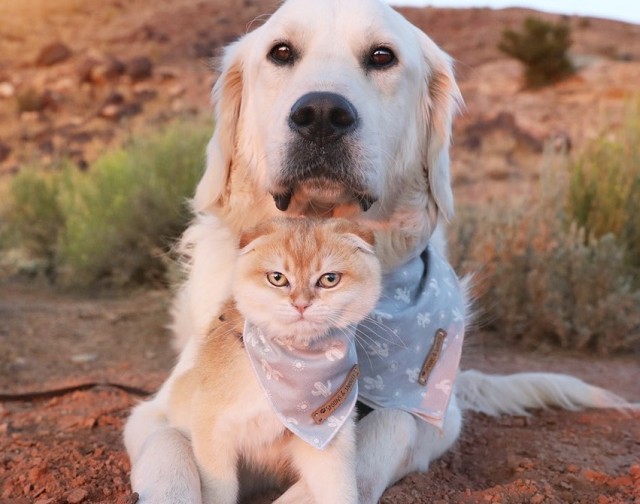 内向的で犬の友達ができない介助犬。子猫を家族に迎え入れたところ明るく活発な犬に大変身