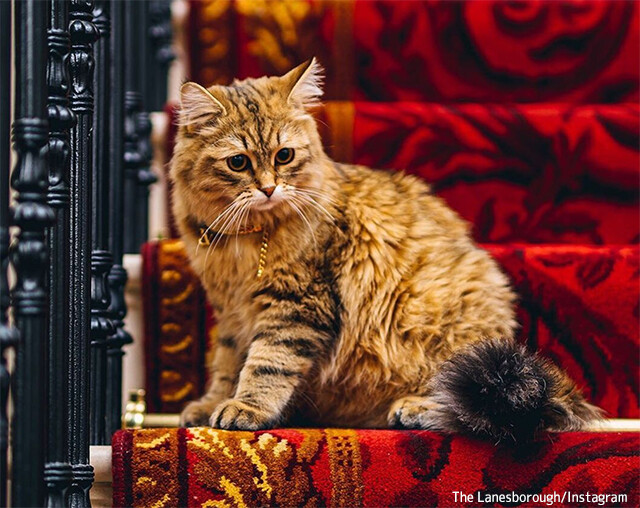 イギリスの最高級ホテルに住み、世界で最もラグジュアリーな生活を満喫中の猫
