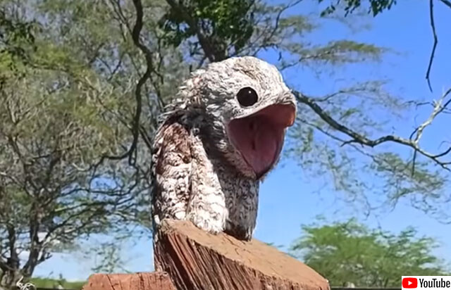 クパァ～！木に擬態していたヨタカが突然口をぱっくり開ける瞬間