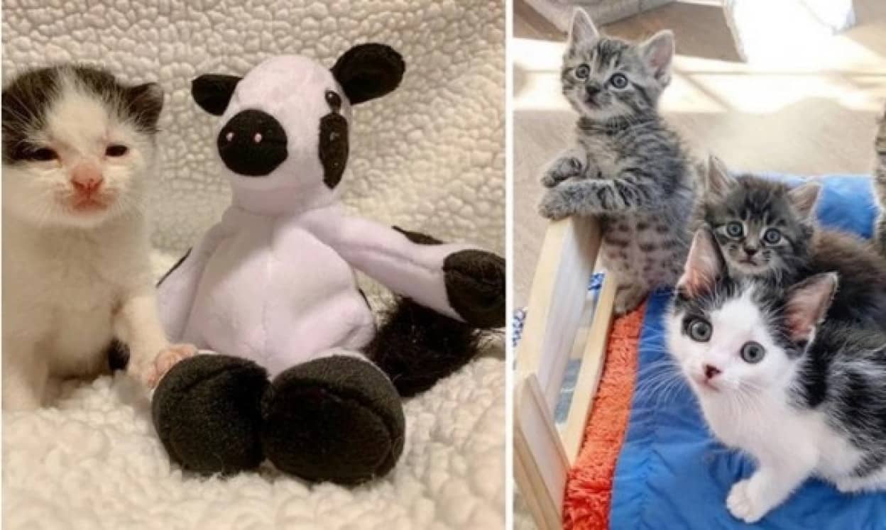 牛のぬいぐるみが唯一の親友だった保護子猫に 本物の猫の友達ができた アメリカ カラパイア 牛のぬいぐるみが唯一の親友だった保護子猫に 本物の猫の友達ができた アメリカ カラパイア